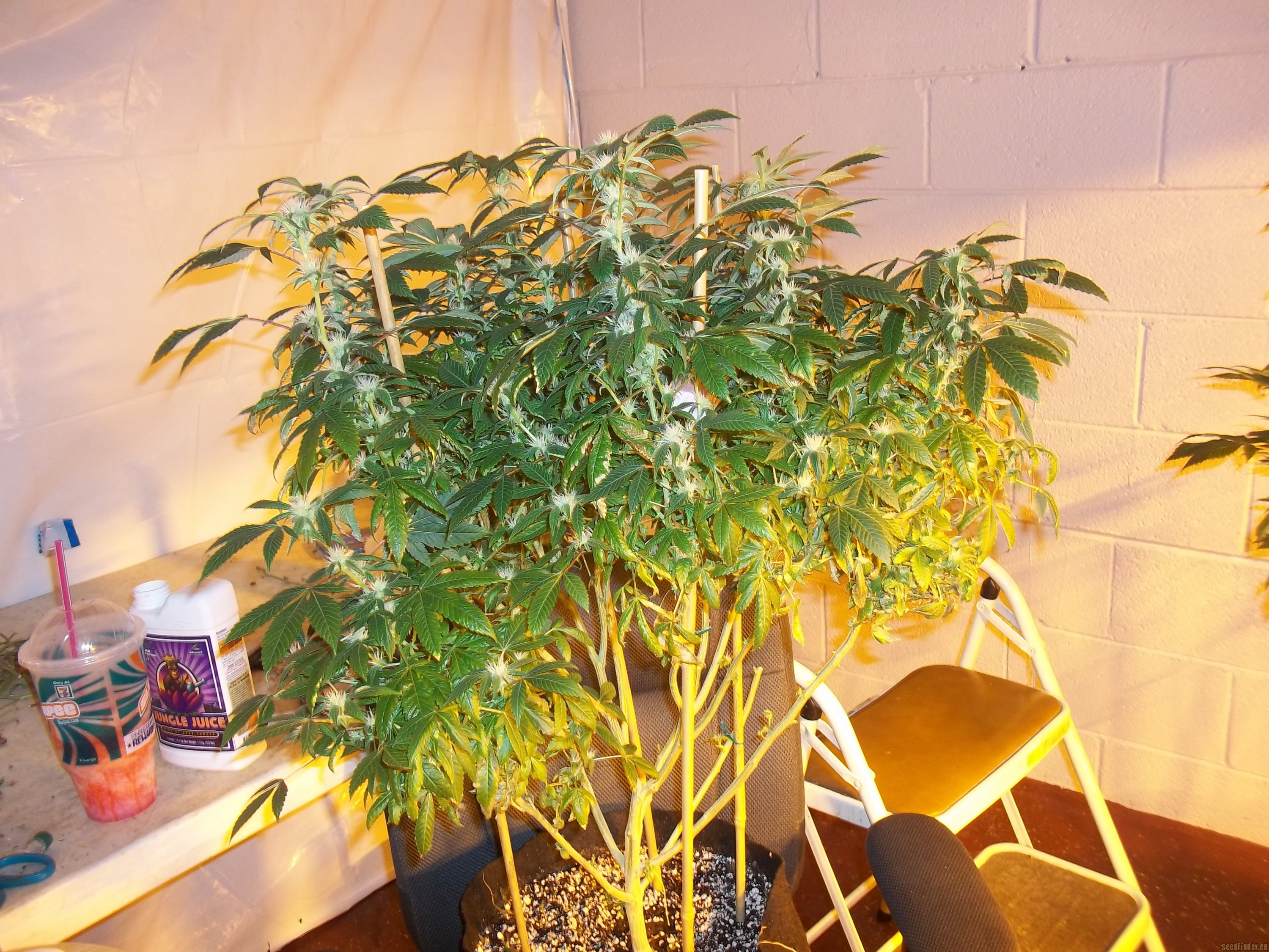 Strain Gallery Corleone Kush The Cali Connection Pic