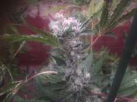 Picture from admin (Larry OG Kush)