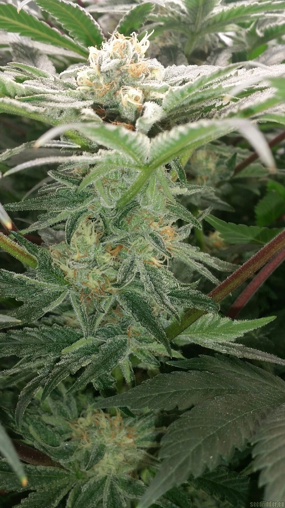 SFV OG Kush x RPK by Emerald Triangle Seeds from Seed City