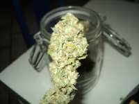 Picture from loveweed27 (Rollex OG Kush)