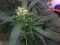 Picture from aleix (Strawberry Sour Diesel)