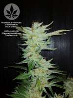 The Devil's Harvest Seed Company Strawberry Sour Diesel - photo made by pineappleltd