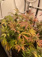 Picture from TGrow (Orange Groovye)