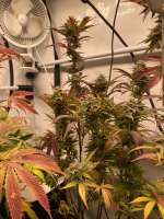 Picture from TGrow (Orangina)