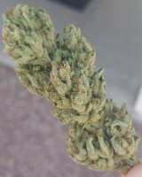 Picture from Nuglife420 (Exotic Kush)