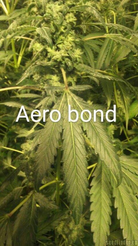Third Eye Genetics Aero Bond