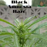 Third Eye Genetics Black Amnesia Haze - photo made by ThirdEyeGenetics