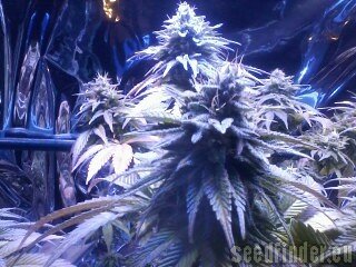 dawg seeds cookies star strain seedfinder commons creative