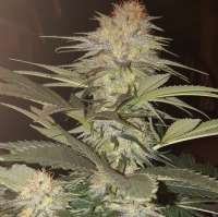 Picture from GrowerX (Sour Mantis)