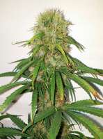 Tropical Seeds Company Durban Punch - photo made by MrPeabody