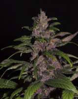 Tropical Seeds Company Red Monster - photo made by flashgordon