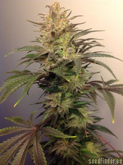 Info about the unknown or legendary cannabis strain "88 G-13 HashPlant" :: :: Info