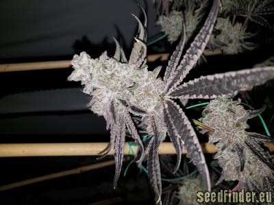 Apple Fritter Strain Information, Effects, and Uses - Lantern