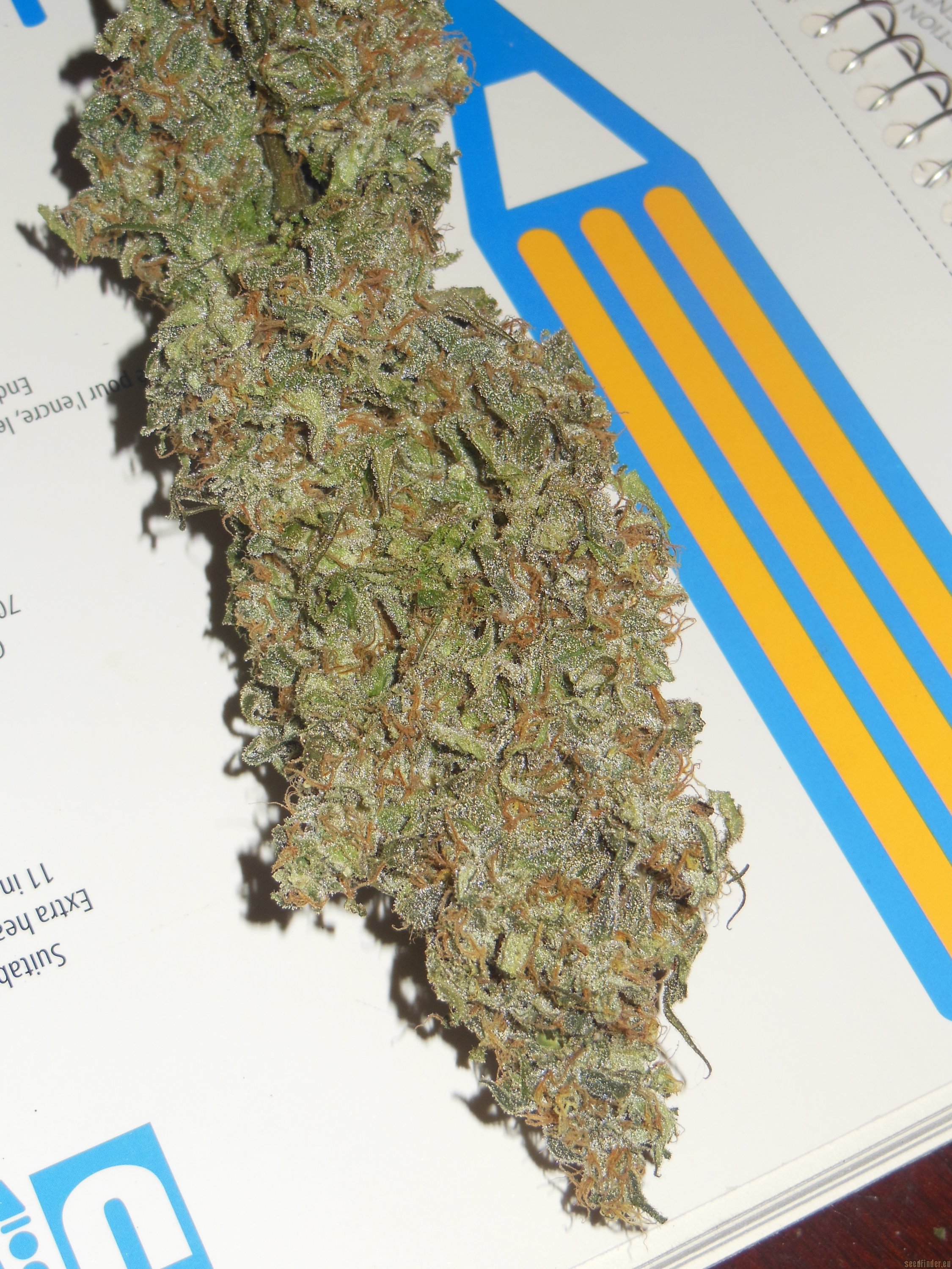 Strain Review: Blue Cookies - The Highest Critic