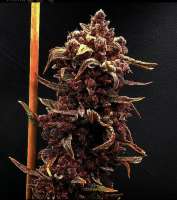 Viking Gardens Wild Berry Zkittlez AutoFlower - photo made by Realthor89