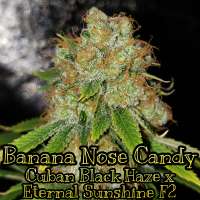 Picture from WaffleHouseGenetics (Banana Nose Candy)