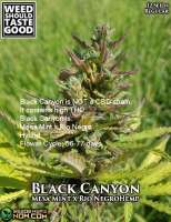 Picture from WeedShouldTasteGood (Black Canyon)