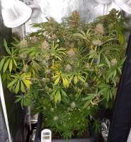 Picture from Majestic (Master Kush)