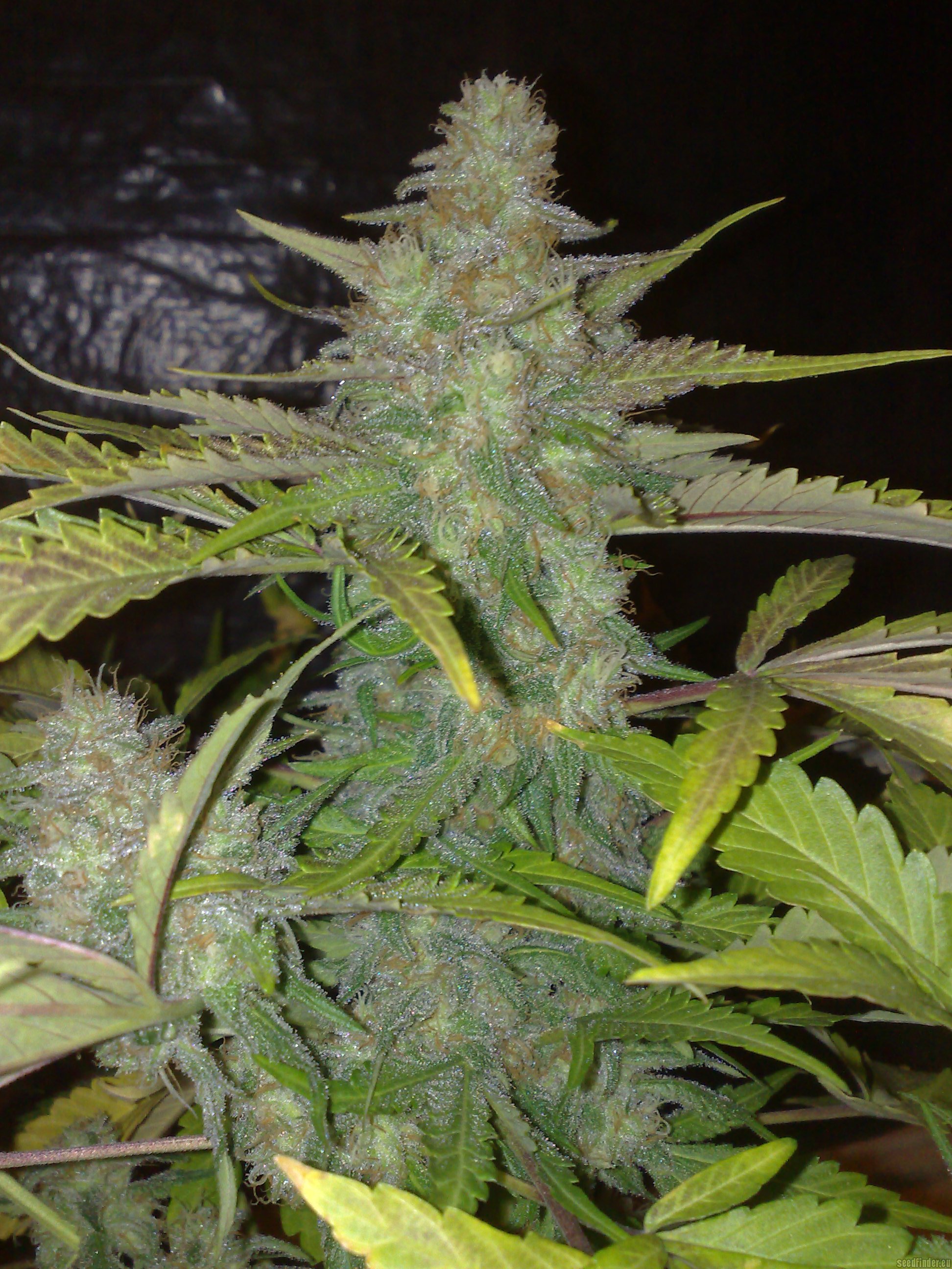 Northern Lights Marijuana Strain - Westland Weed Dispensary