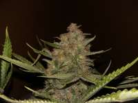 Picture from FarmerWhiskers (Purple Bud)