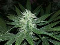 White Label Purple Bud - photo made by FarmerWhiskers