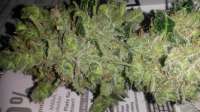 Picture from SirSuperSkunk (Super Skunk Automatic)