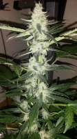 Picture from SirSuperSkunk (Super Skunk Automatic)