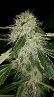 Picture from SirSuperSkunk (Super Skunk Automatic)