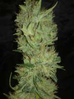 White Label White Label Jack Herer - photo made by Kuolema