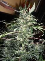 Picture from Kirschkern (White Skunk)