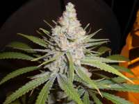 Picture from Sleepless (White Skunk)