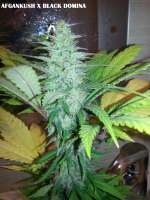 Picture from admin (Afgan Kush x Black Domina)