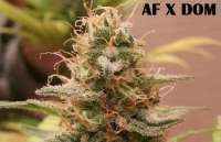 Picture from admin (Afgan Kush x Black Domina)