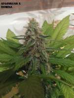 Picture from admin (Afgan Kush x Black Domina)