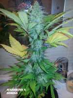 Picture from admin (Afgan Kush x Black Domina)