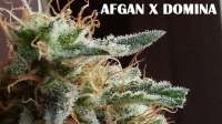 Picture from admin (Afgan Kush x Black Domina)