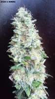 Picture from admin (Afgan Kush x Black Domina)