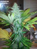 Picture from admin (Afgan Kush x Black Domina)