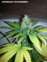 Picture from admin (Afgan Kush x Black Domina)