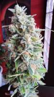 Picture from admin (Afgan Kush x Skunk)