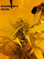 Picture from admin (Afgan Kush x Skunk)