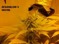 Picture from admin (Afgan Kush x Skunk)