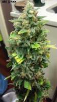 Picture from admin (Afgan Kush x Skunk)