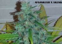 Picture from admin (Afgan Kush x Skunk)