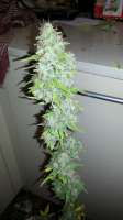 Picture from admin (Afgan Kush x Skunk)