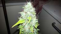 Picture from admin (Afgan Kush x Skunk)