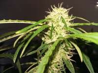 Picture from FarmerWhiskers (Jack the Ripper Autoflowering)