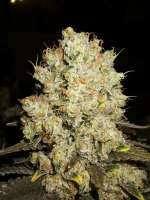 Zamnesia White Widow - photo made by Majestic