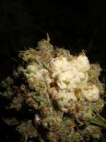 Picture from Majestic [White Widow]