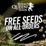 Order feminized cannabis seeds online and get free seeds as a bonus!